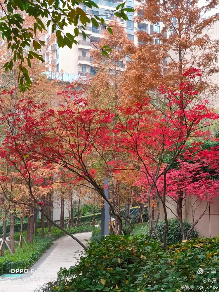 春森彼岸小区三期环境优美2024.12.24